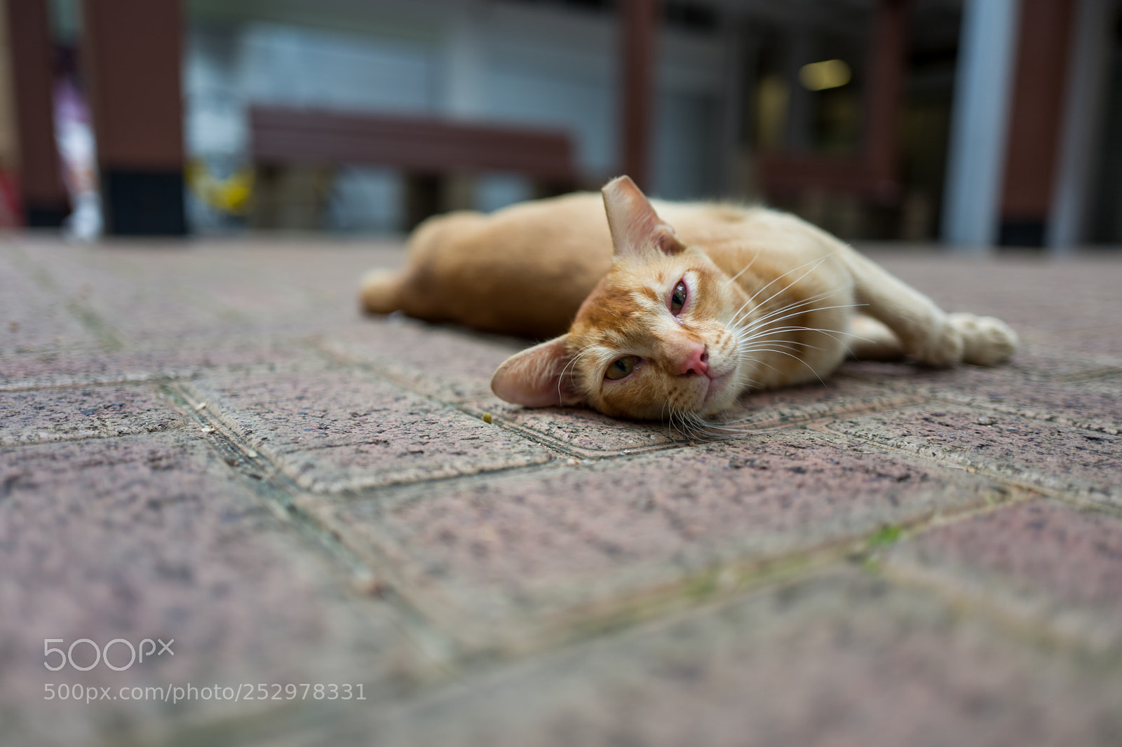 Leica Q (Typ 116) sample photo. A street cat in photography