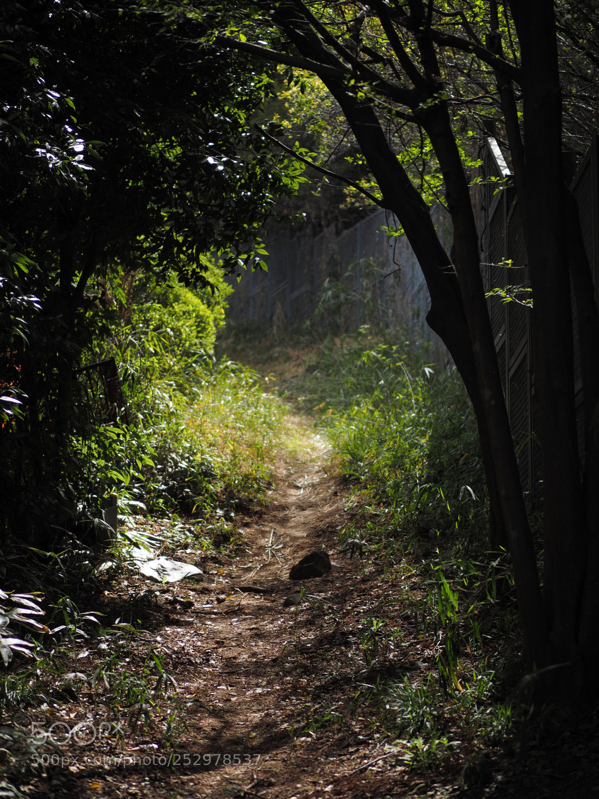 Olympus OM-D E-M1 sample photo. Animal trail photography