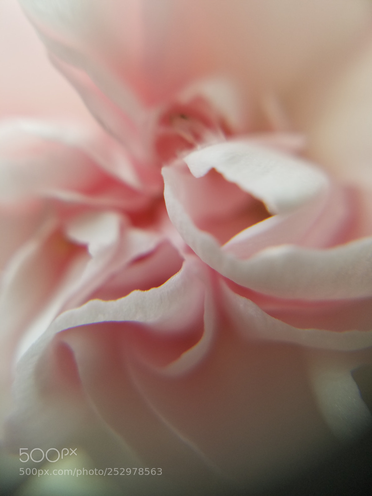 Samsung Galaxy S7 Edge sample photo. Pink carnation photography