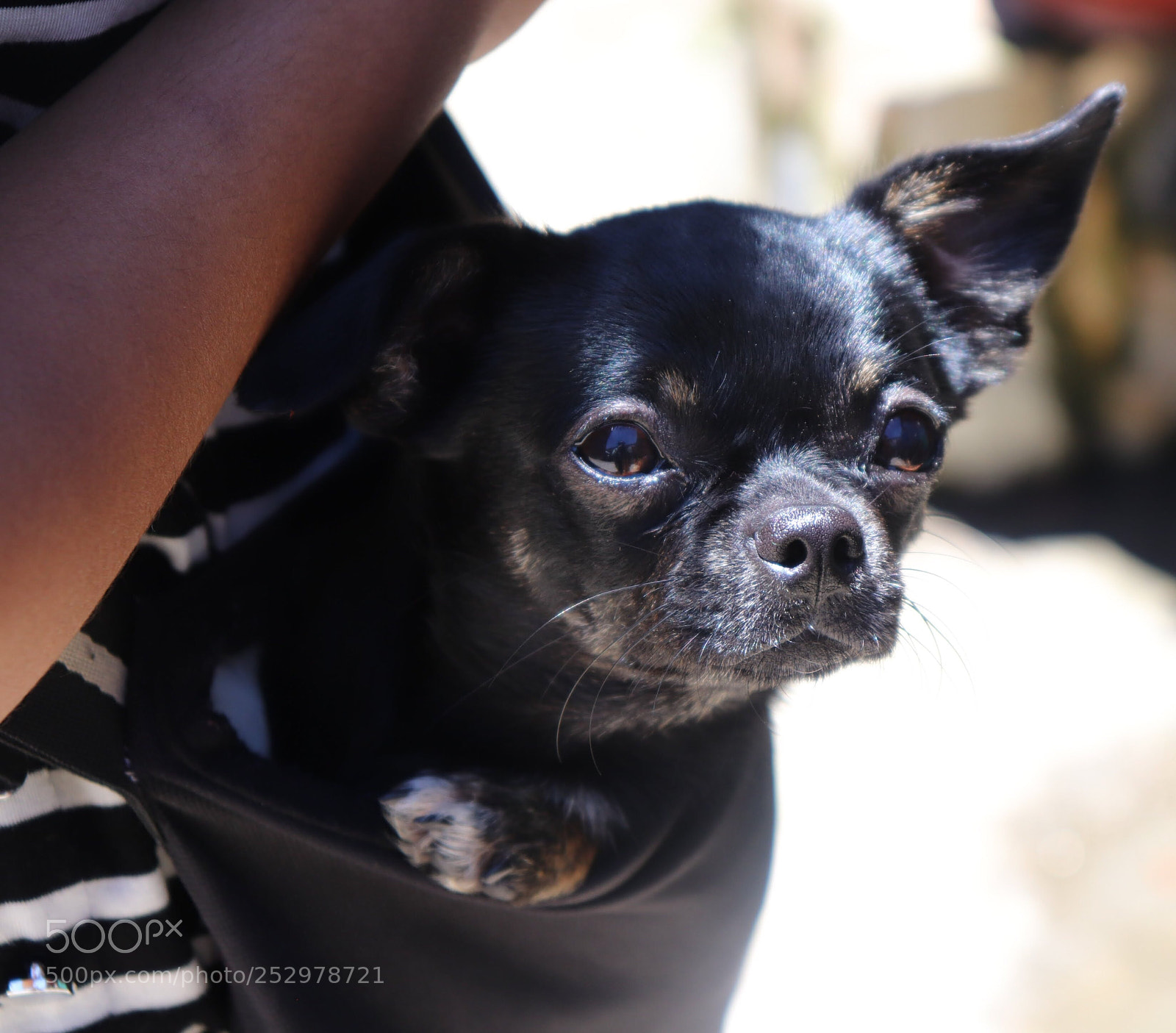 Canon EOS 800D (EOS Rebel T7i / EOS Kiss X9i) sample photo. My little friend, waking photography