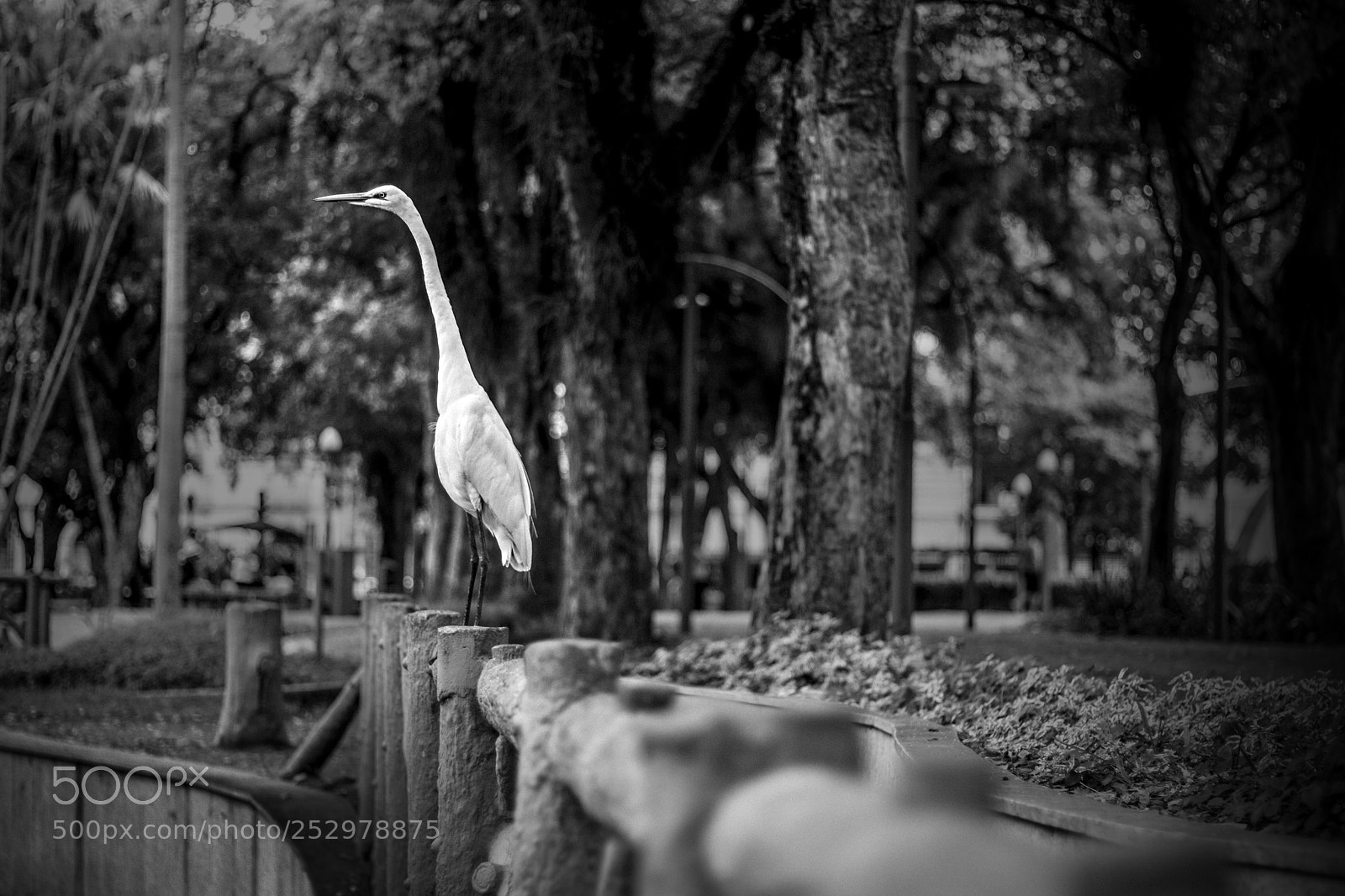 Canon EOS 750D (EOS Rebel T6i / EOS Kiss X8i) sample photo. Egret standing in a photography