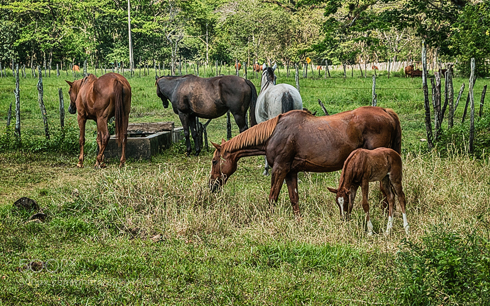 Canon EOS 70D sample photo. Stud farm photography