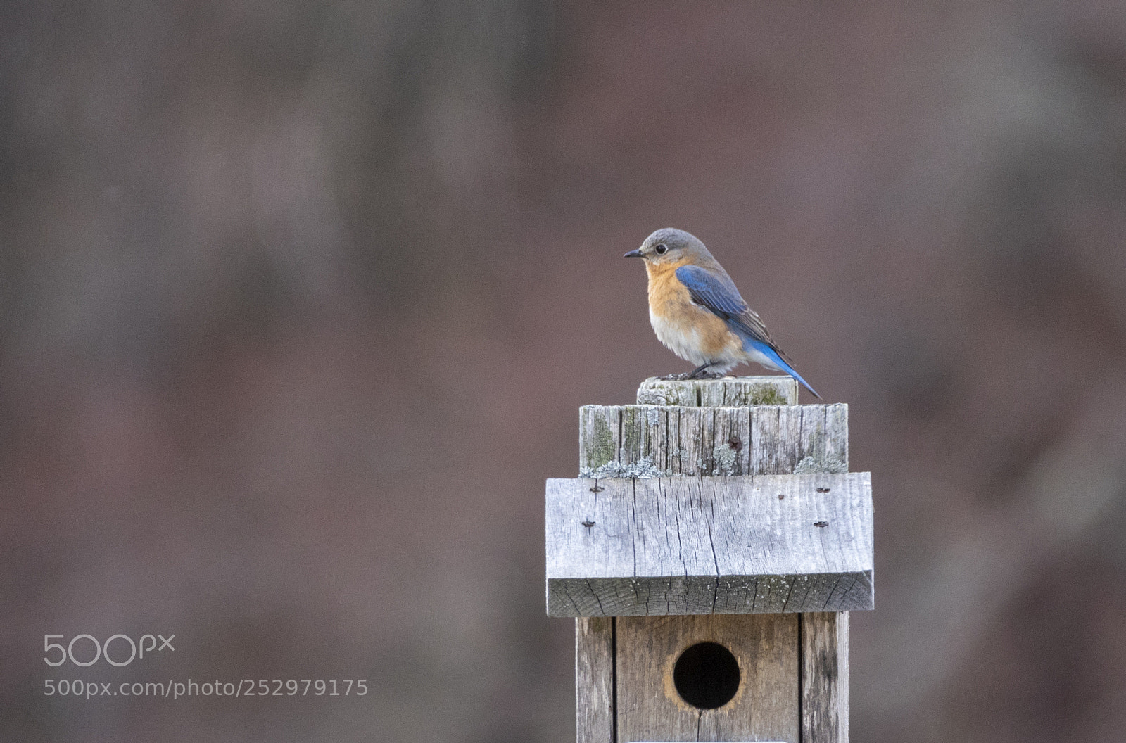 Nikon D810 sample photo. Eastern bluebird (sialia sialis) photography
