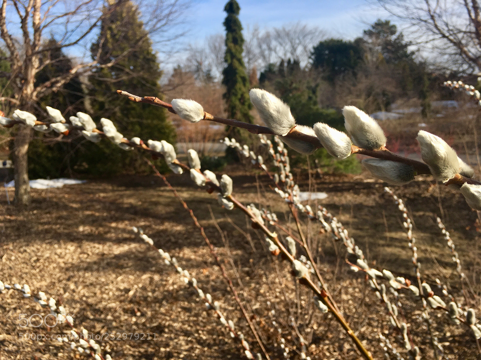 Apple iPhone SE sample photo. Spring of surprises photography
