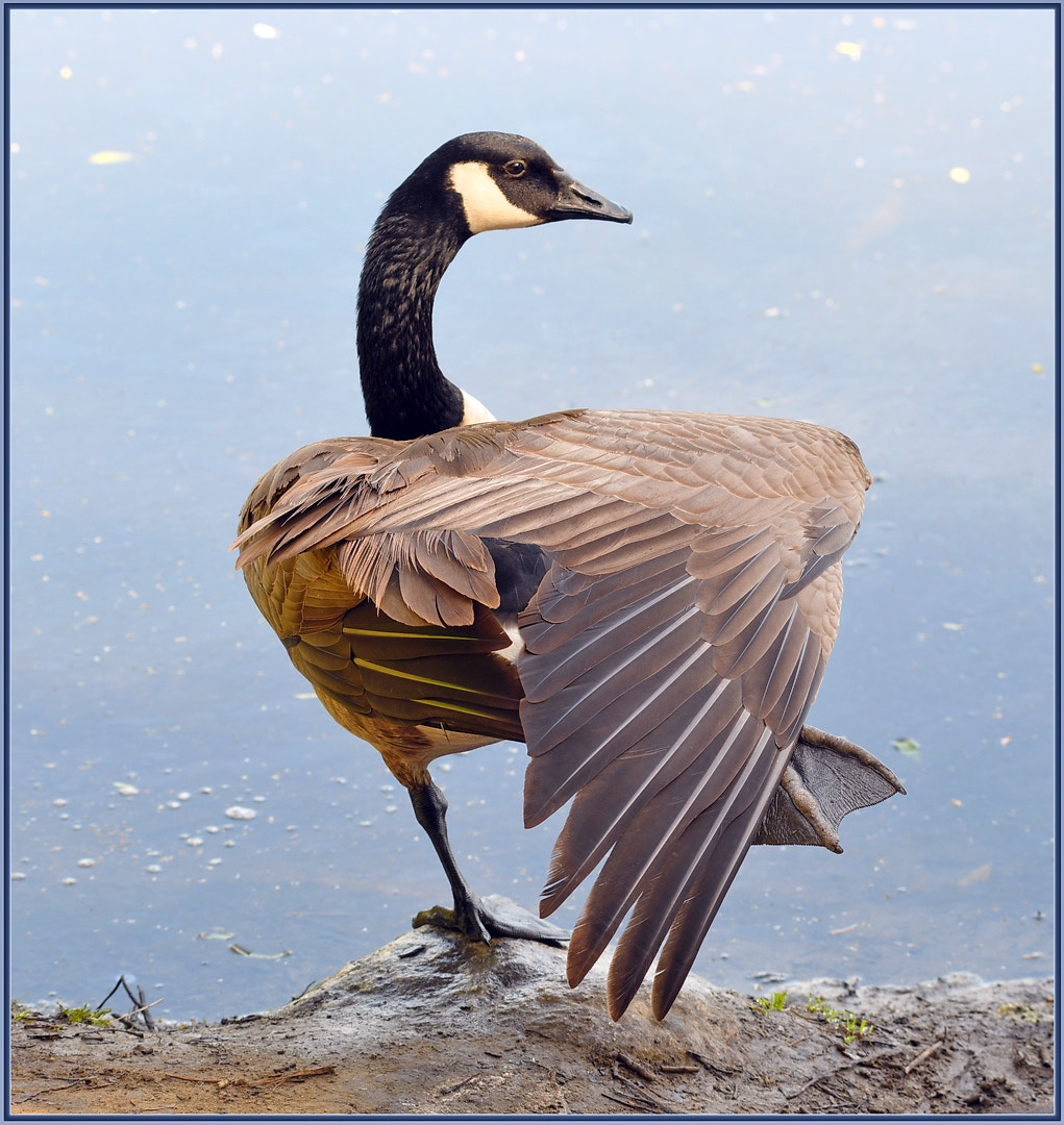 Nikon D850 sample photo. Bird yoga photography