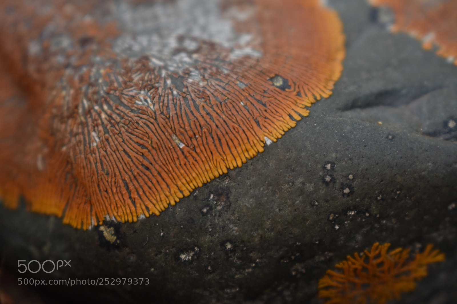 Nikon D3400 sample photo. Orange lichen photography