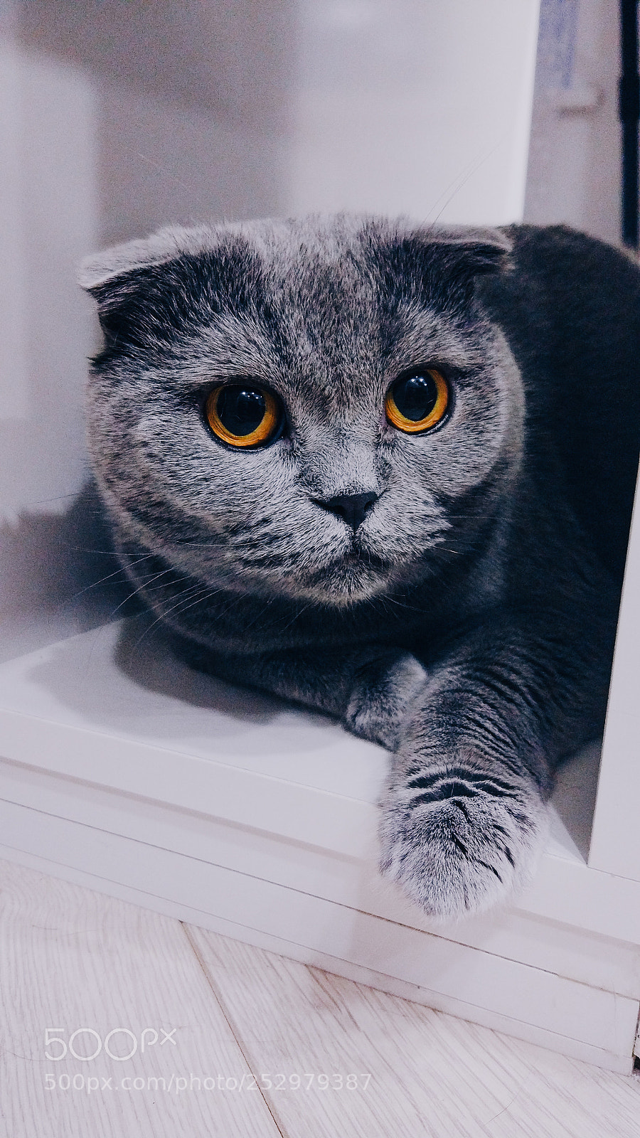 Xiaomi MI 5 sample photo. Untitled photography