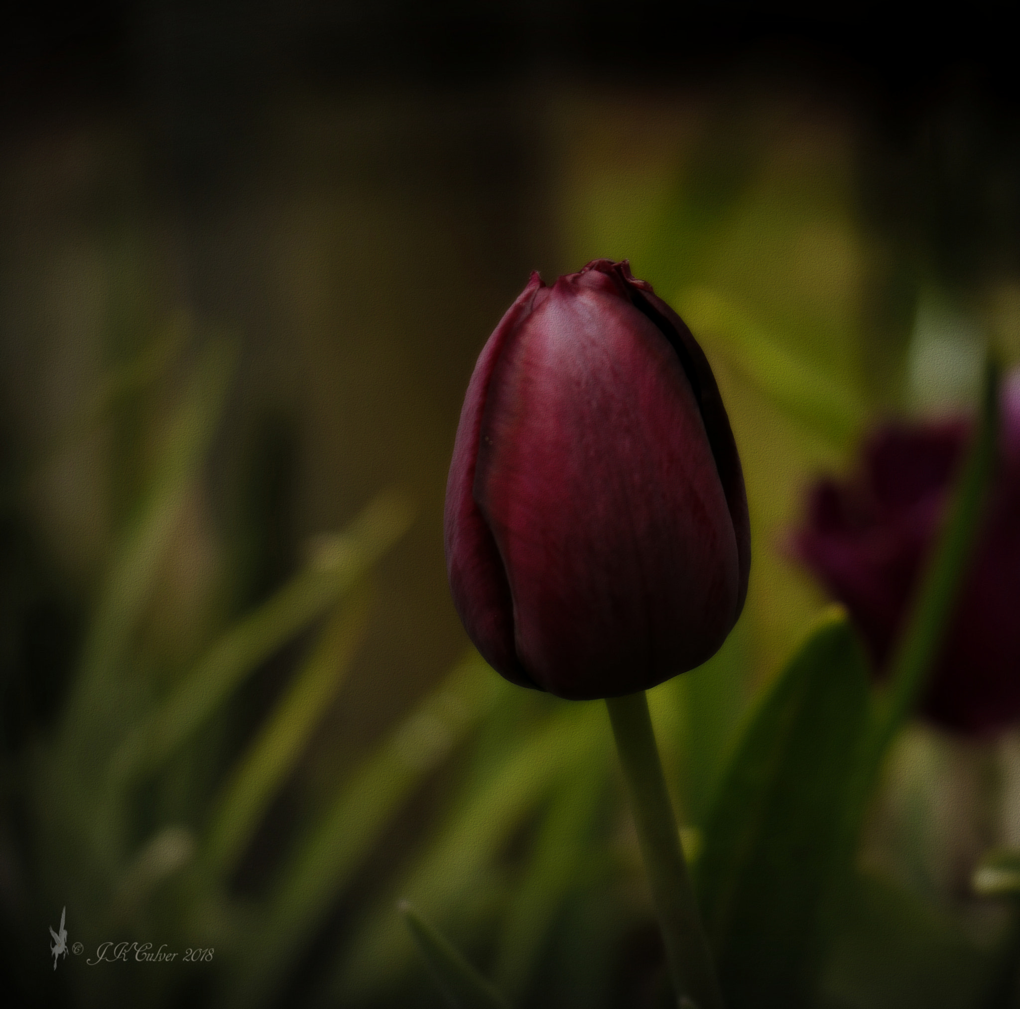 Canon EOS 77D (EOS 9000D / EOS 770D) sample photo. Tiptoe through the tulips photography