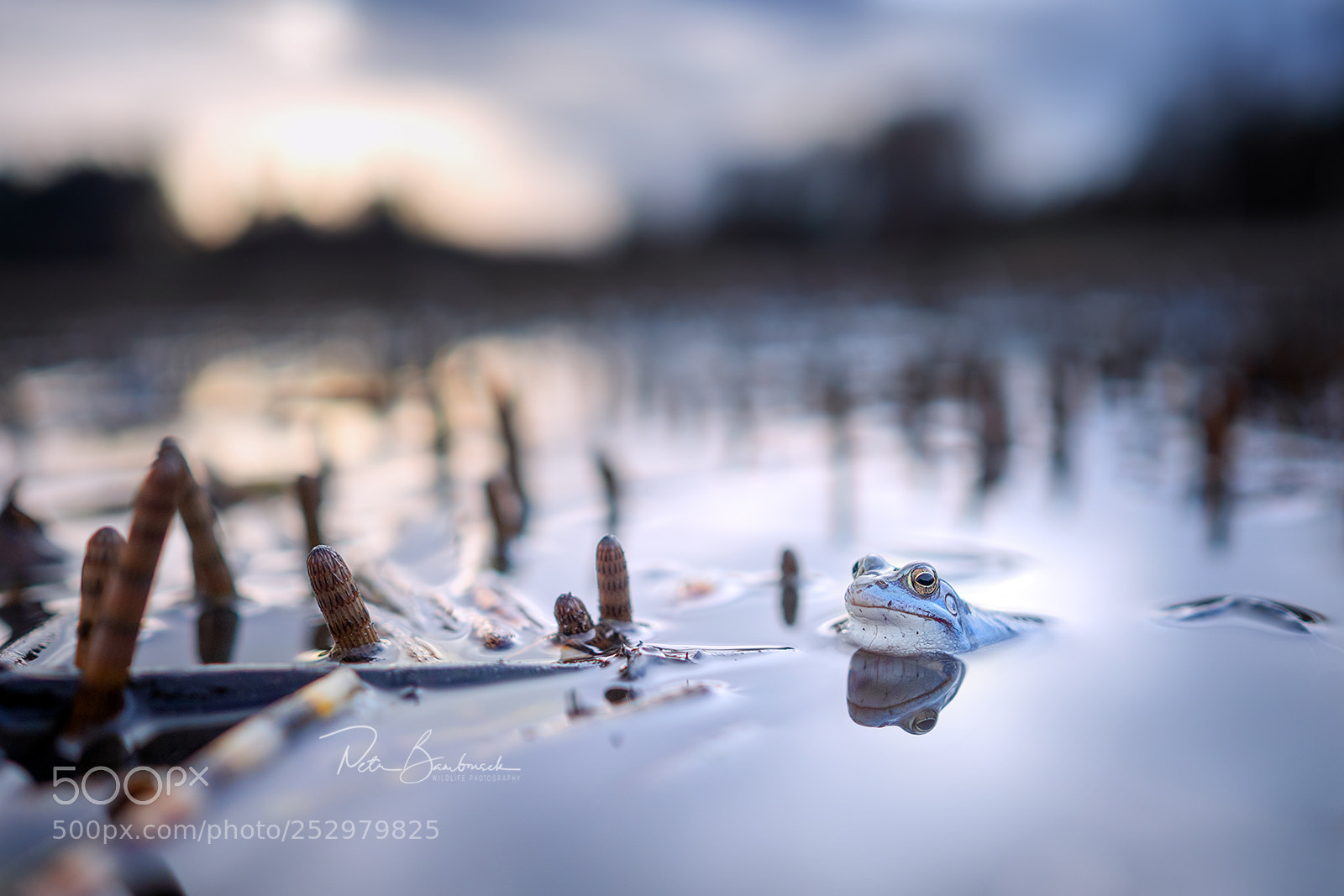 Olympus OM-D E-M10 II sample photo. Moor frog | czech republic photography