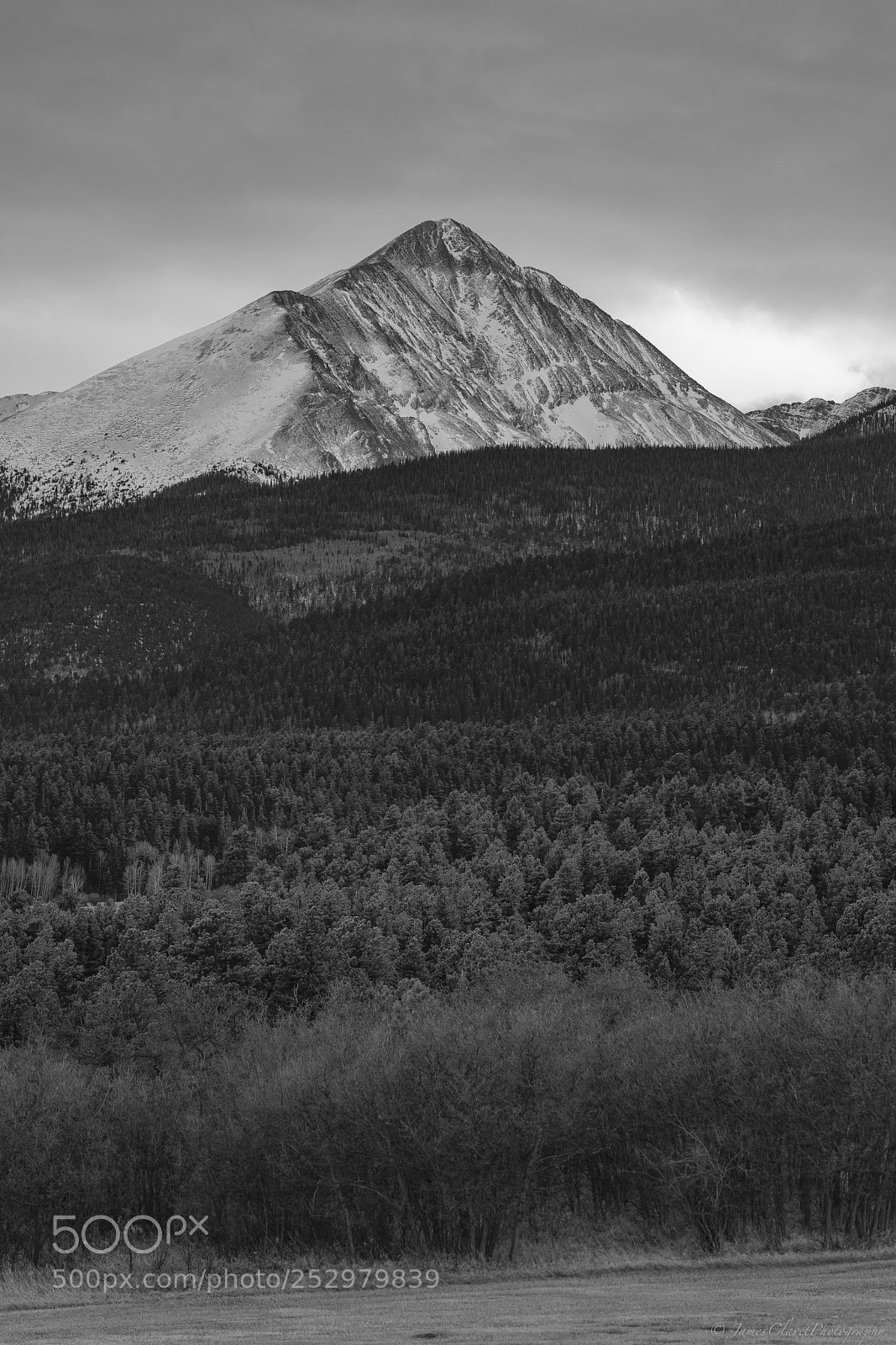 Sony a7R III sample photo. Natures reach photography