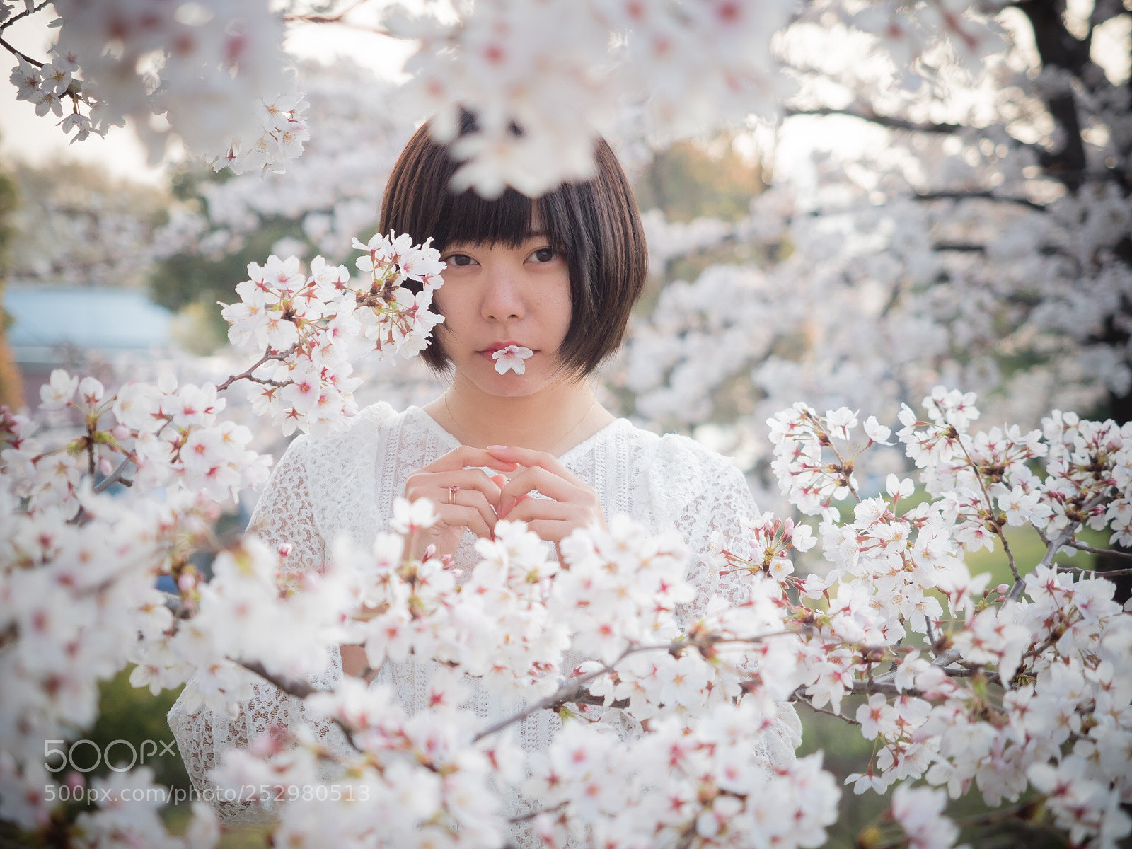 Olympus OM-D E-M1 Mark II sample photo. Blossoms photography