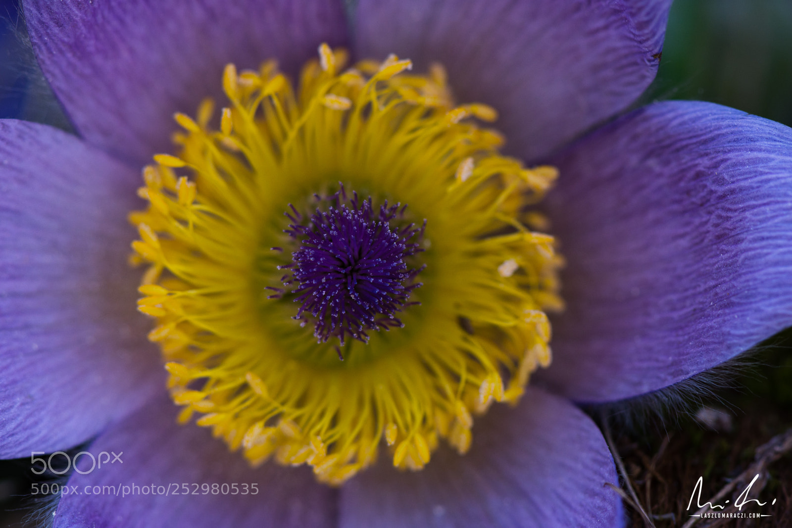 Nikon D7200 sample photo. Pulsatilla top down photography