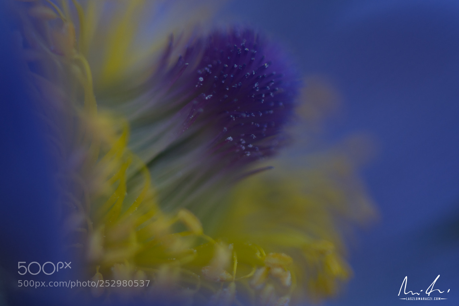 Nikon D7200 sample photo. Pulsatilla close up photography