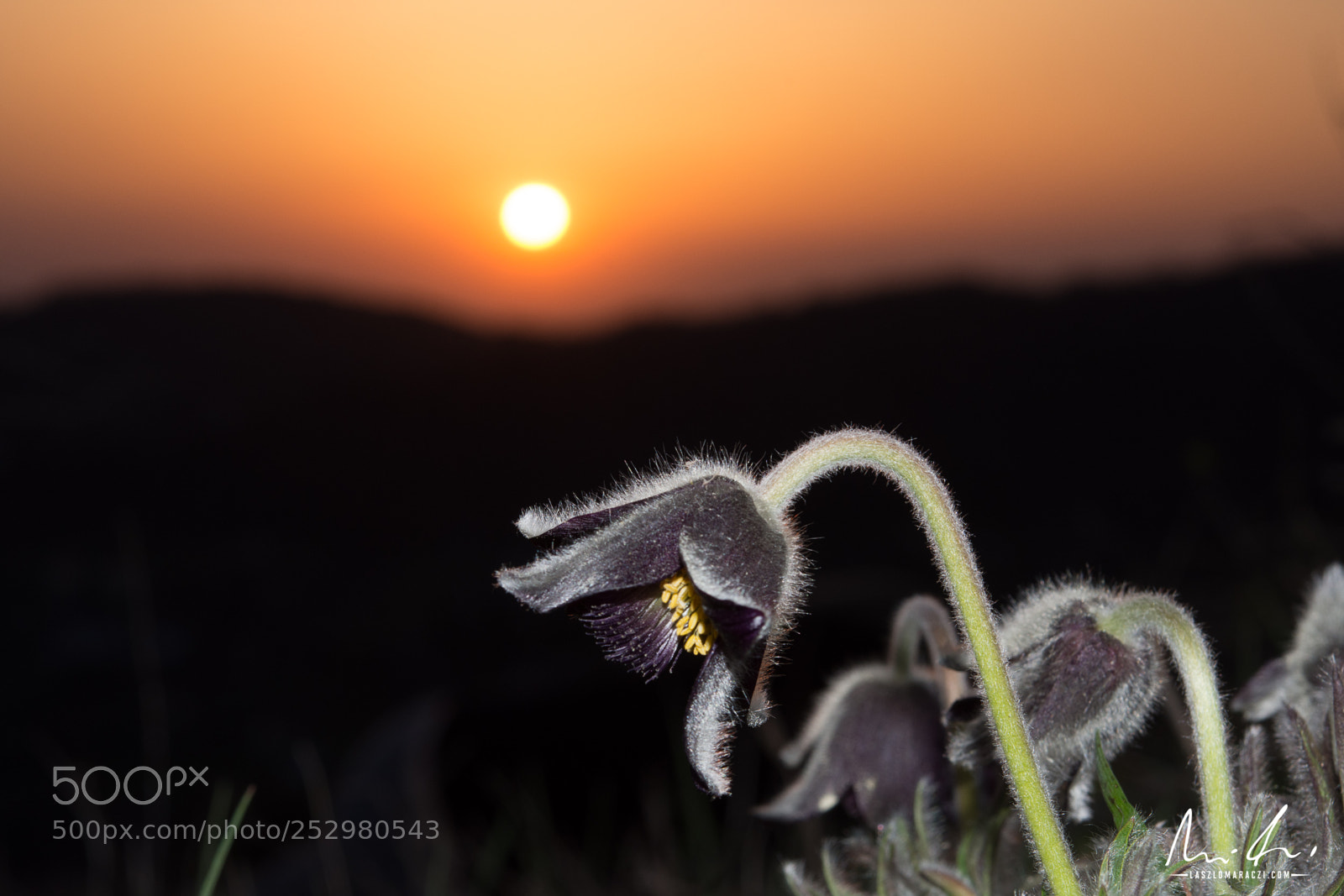 Nikon D7200 sample photo. Pulsatilla at sunset photography
