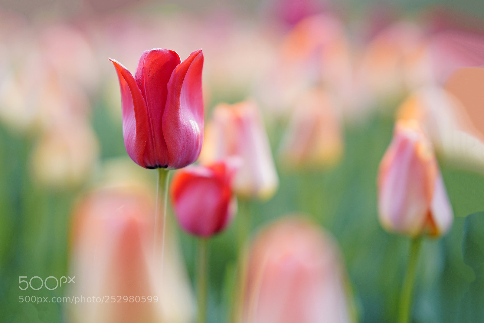 Sony a7R III sample photo. Tulip photography