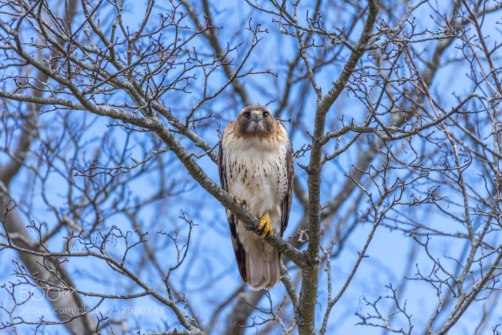 Nikon D810 sample photo. Common buzzard (buteo buteo) photography