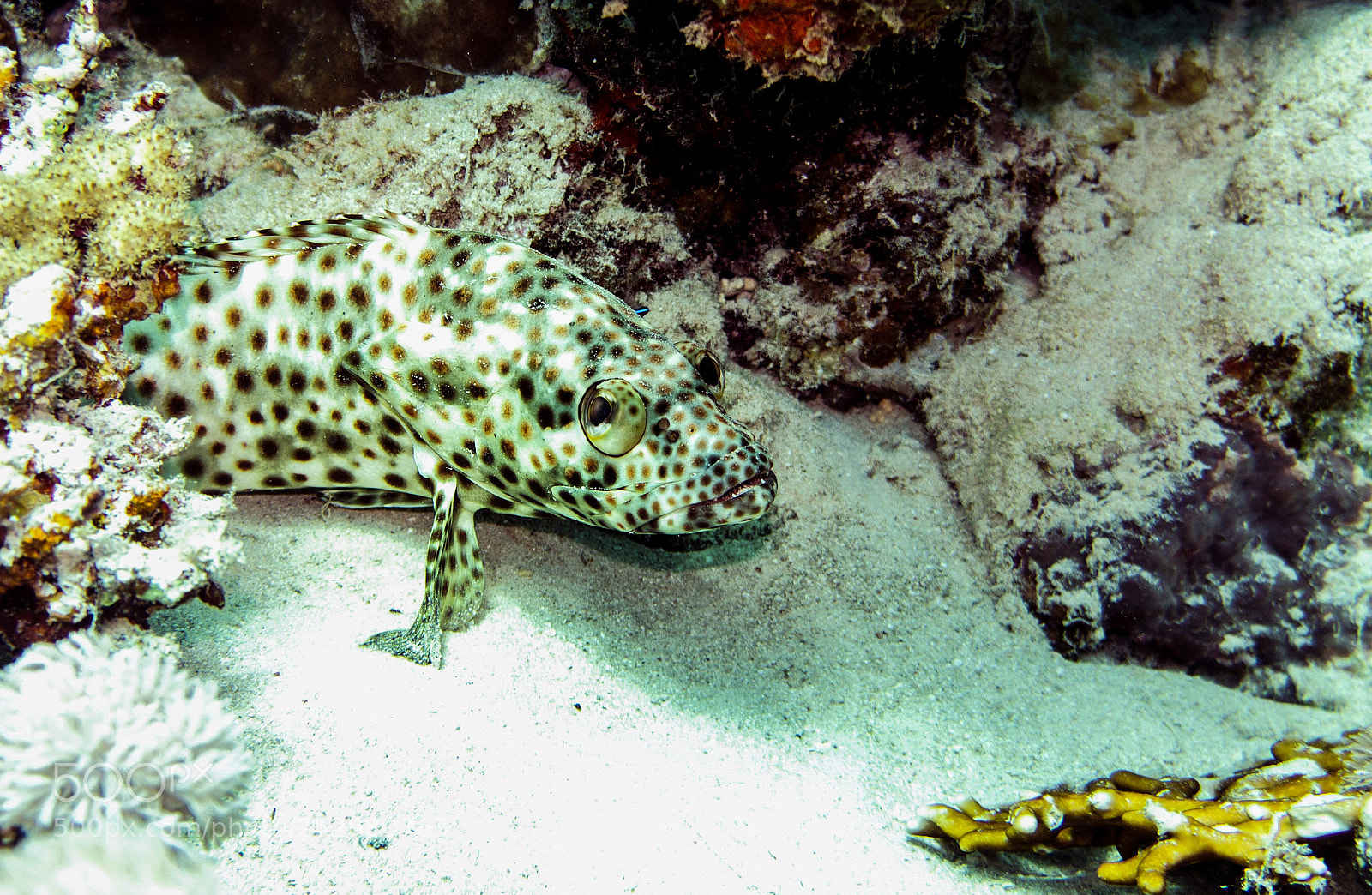 Sony Alpha NEX-5 sample photo. Marbled grouper photography