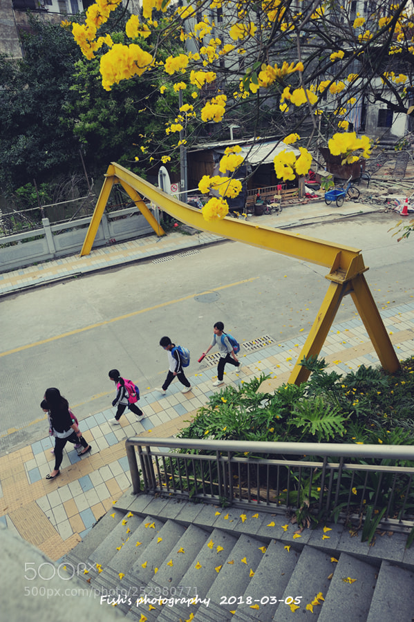 Nikon D700 sample photo. 放学 photography