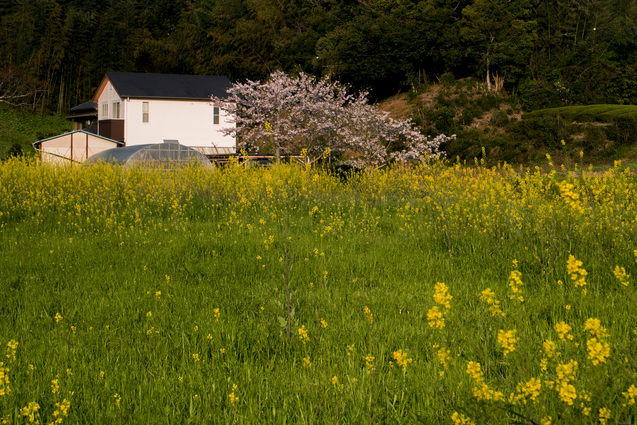 Panasonic Lumix DMC-GM5 sample photo. Spring morning photography