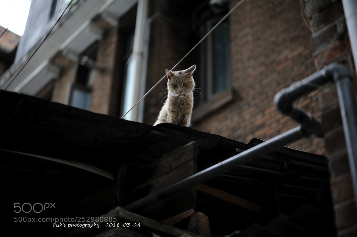 Nikon D700 sample photo. 猫 photography