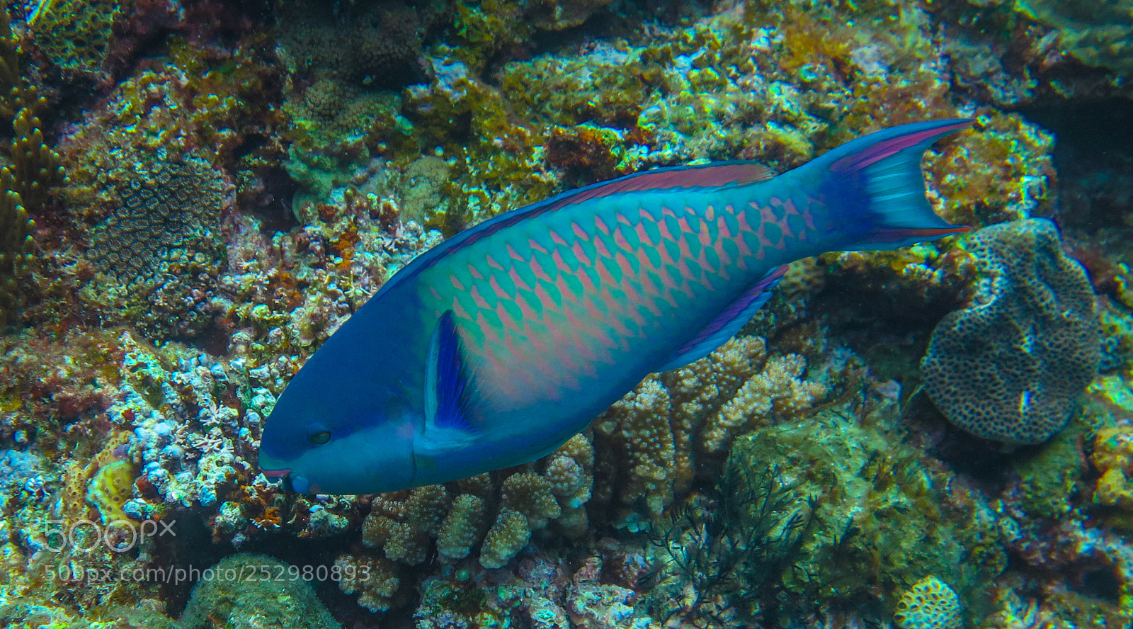 Canon PowerShot G16 sample photo. Bleeker's parrotfish photography