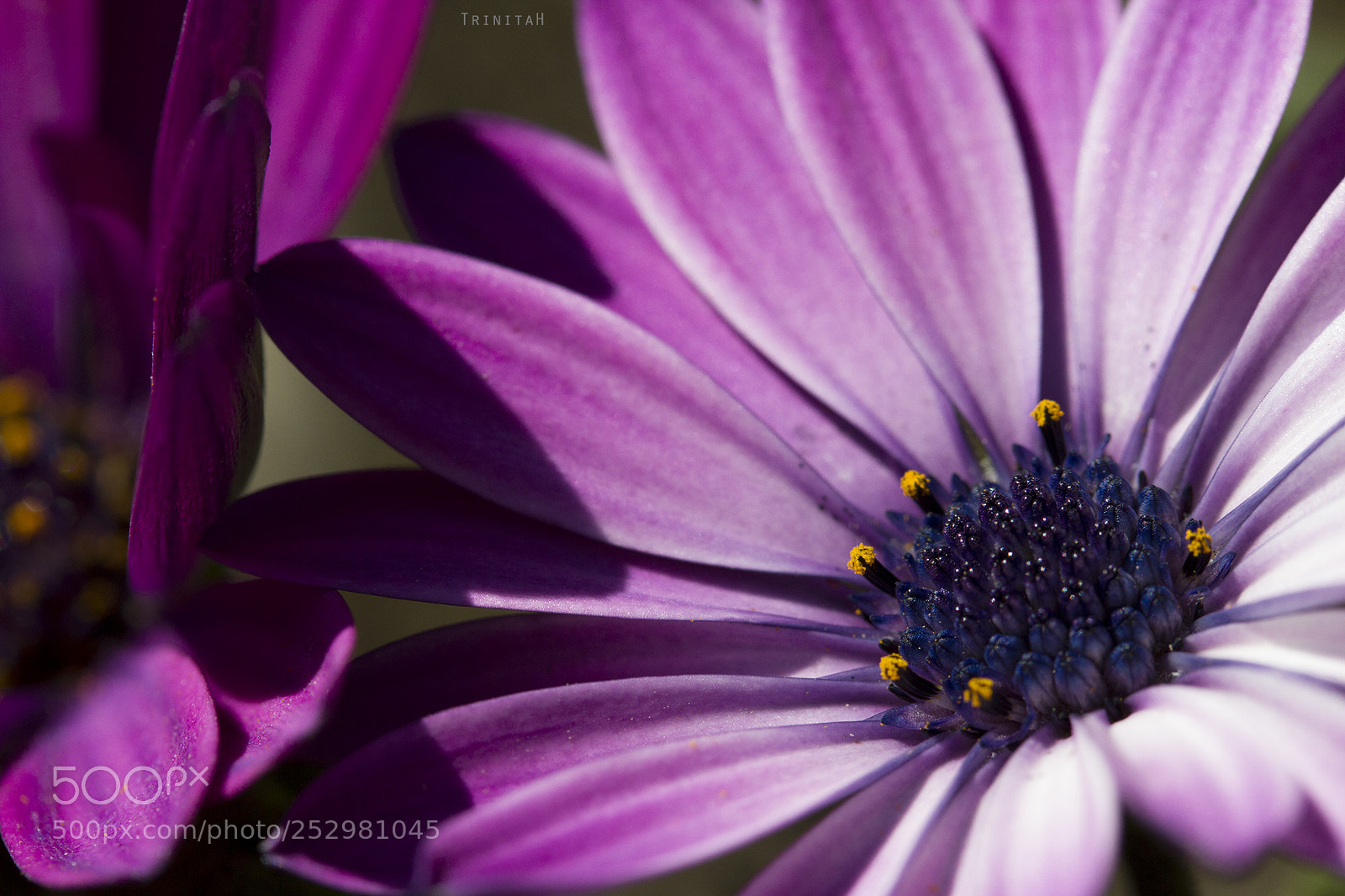 Canon EOS 7D sample photo. Flores photography