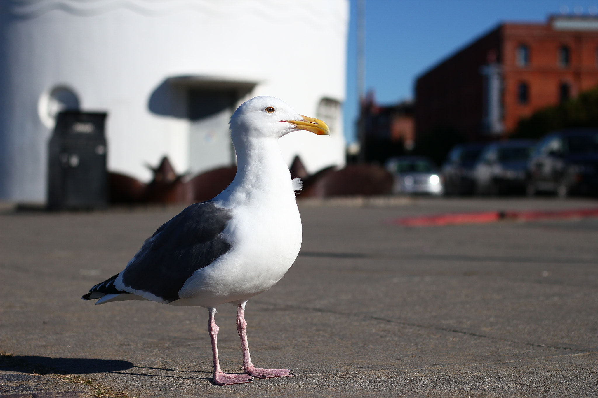 Canon EOS 550D (EOS Rebel T2i / EOS Kiss X4) sample photo. Urban bird photography