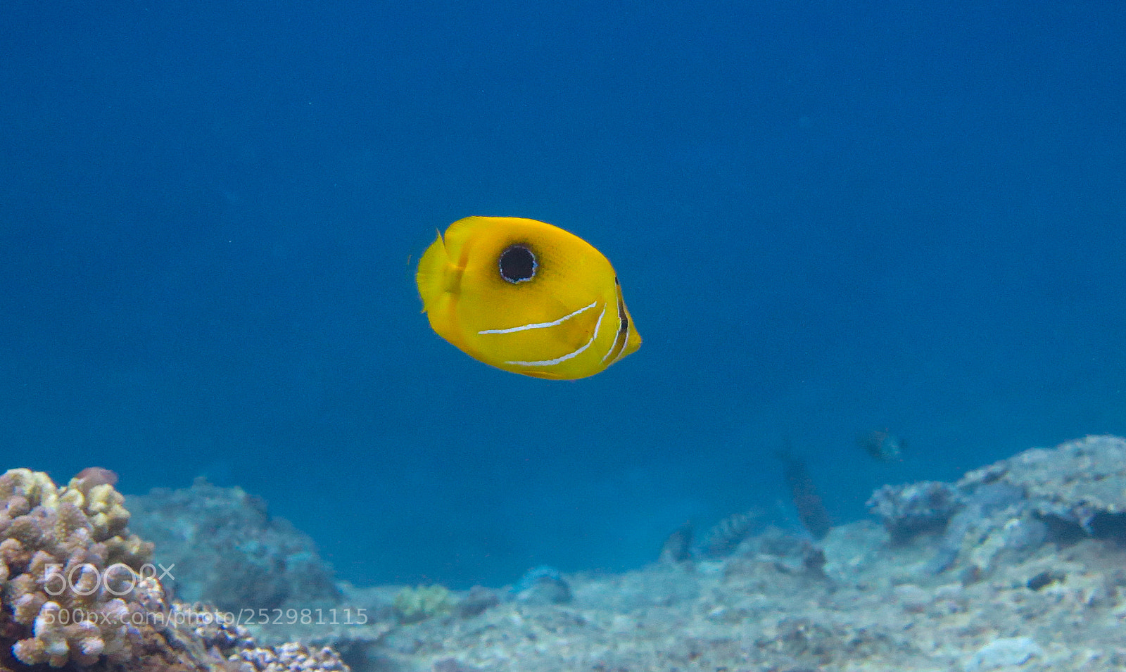 Canon PowerShot G16 sample photo. Yellow teardrop butterfly fish photography