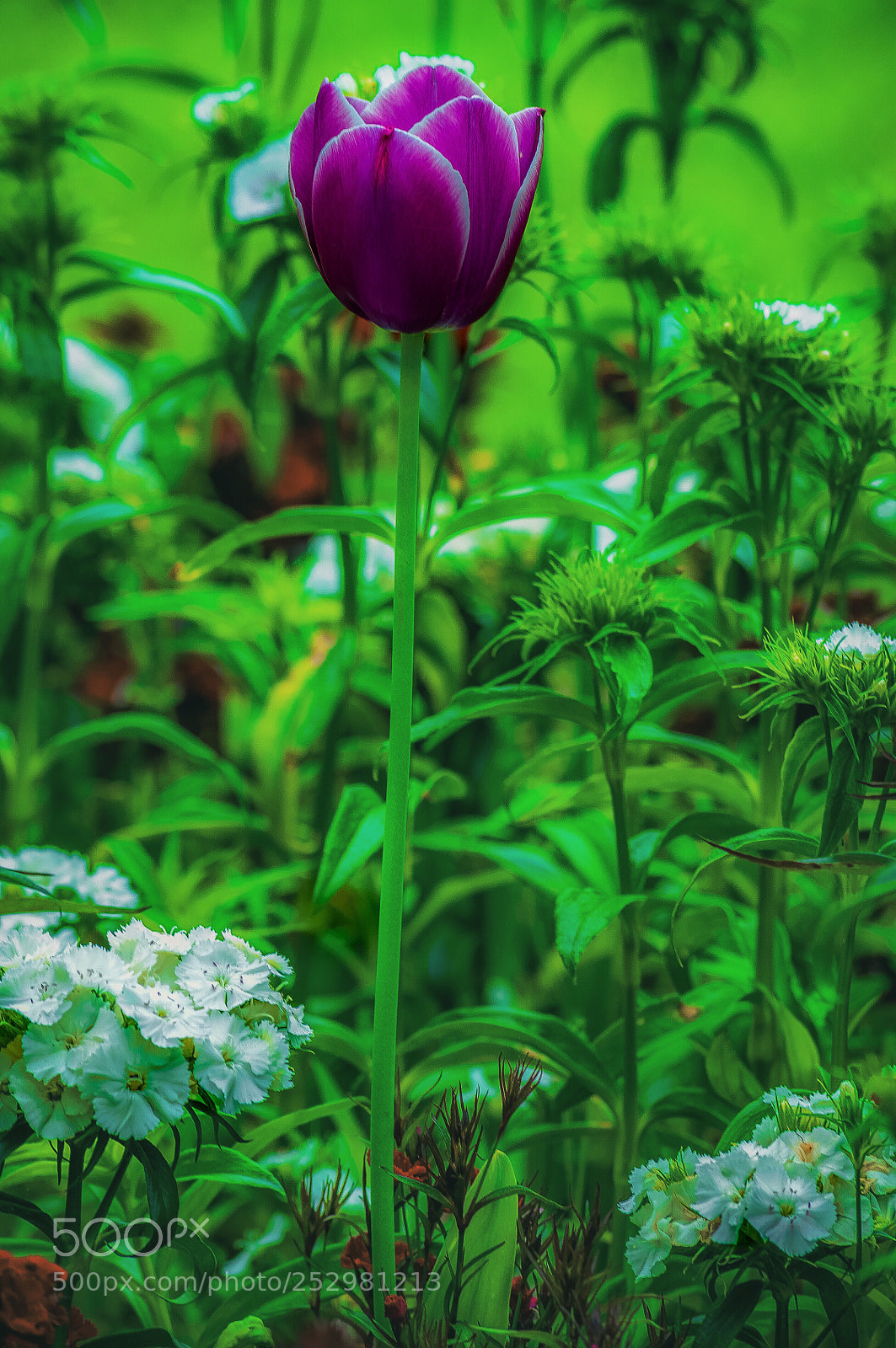 Nikon D90 sample photo. Purple tulip photography