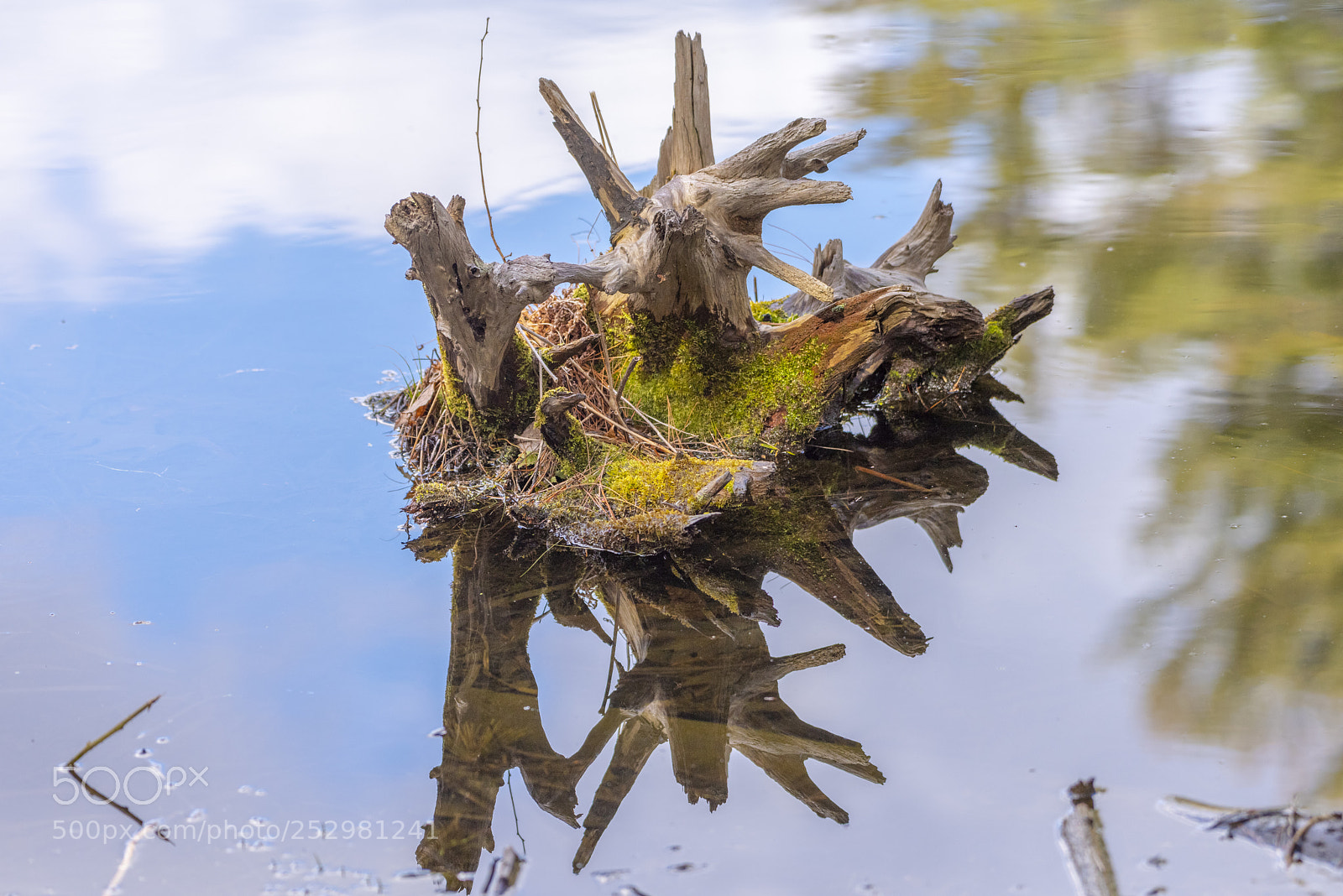Nikon D810 sample photo. Reflections photography