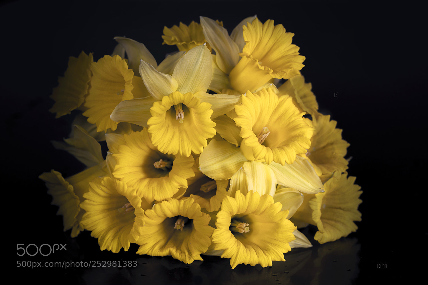 Canon EOS 5D Mark IV sample photo. Daffodils photography