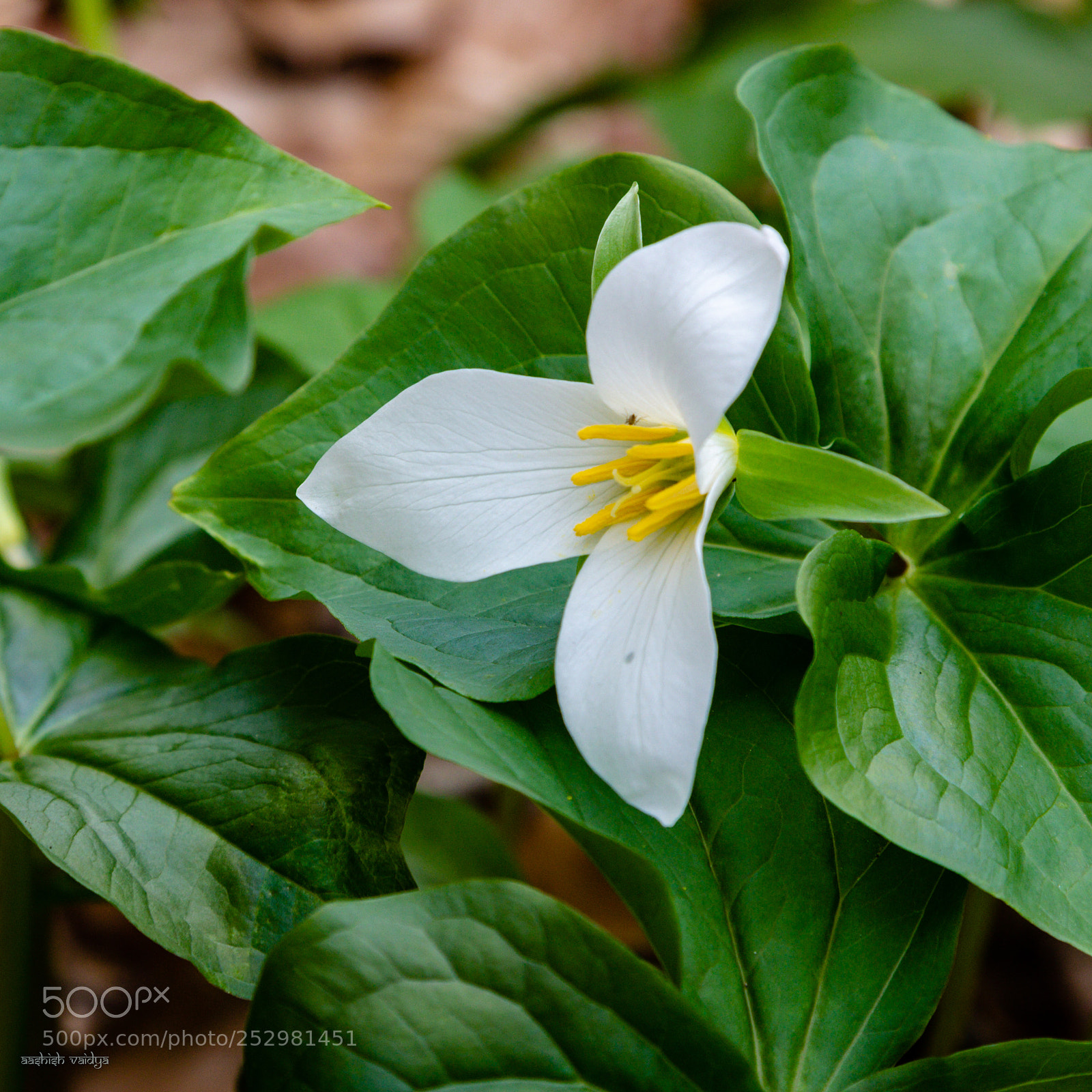 Canon EOS 600D (Rebel EOS T3i / EOS Kiss X5) sample photo. Trillium photography
