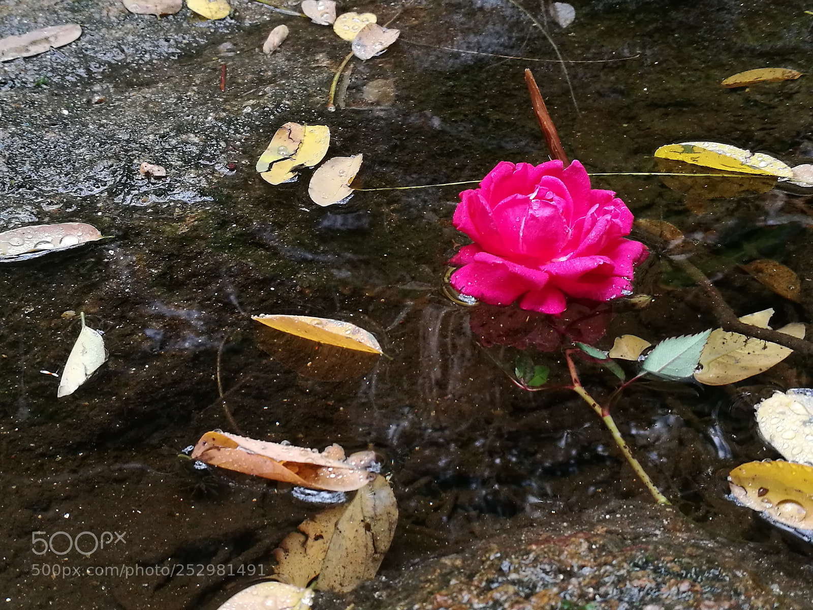HUAWEI P9 sample photo. Untitled photography