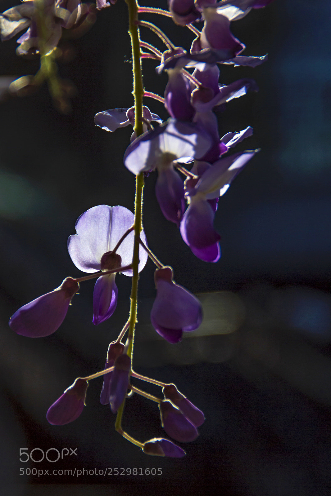 Canon EOS 600D (Rebel EOS T3i / EOS Kiss X5) sample photo. 紫色的藤 photography