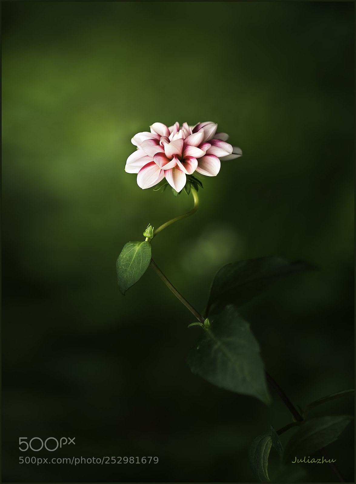 Canon EOS 5D Mark IV sample photo. Untitled photography