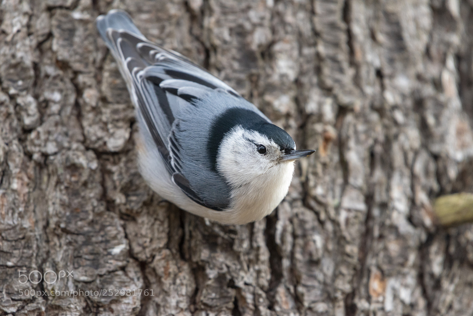 Nikon D810 sample photo. White-breasted nuthatch (sitta carolinensis) photography