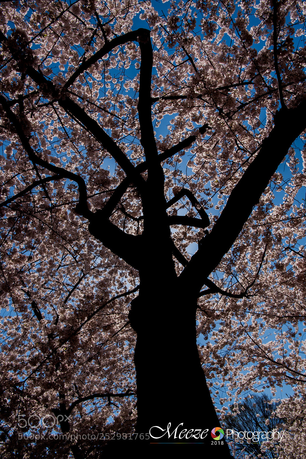 Nikon D750 sample photo. Cherry blossom dc, spring 2018 photography