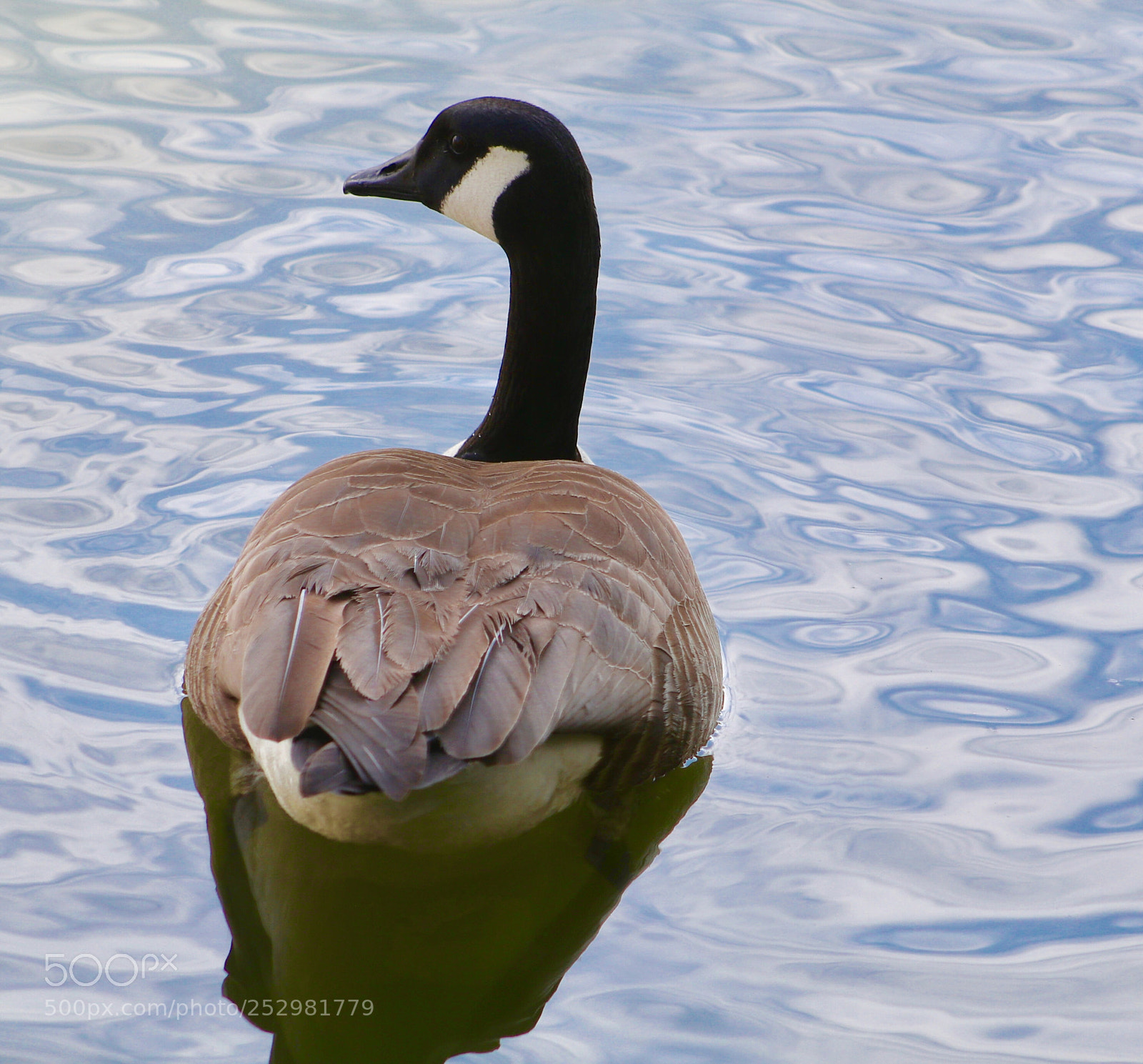 Canon EOS 80D sample photo. Gazing goose photography