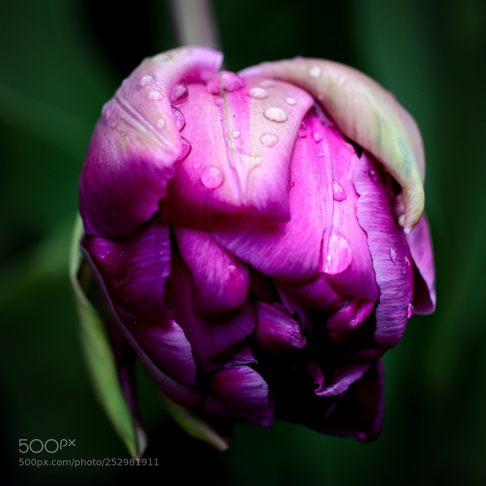 Canon EOS 77D (EOS 9000D / EOS 770D) sample photo. Purple tulip photography