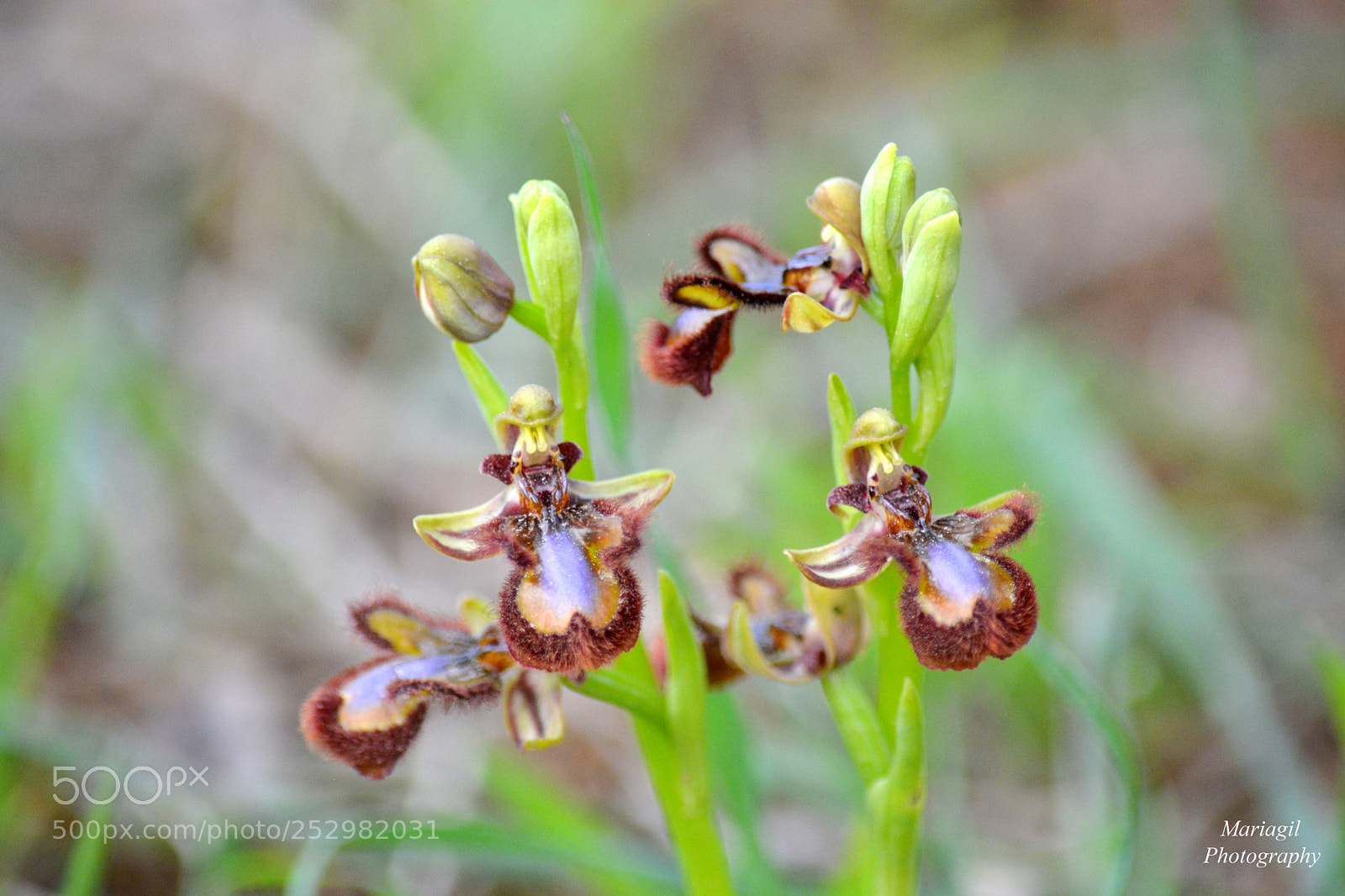 Nikon D5200 sample photo. Orquidea photography