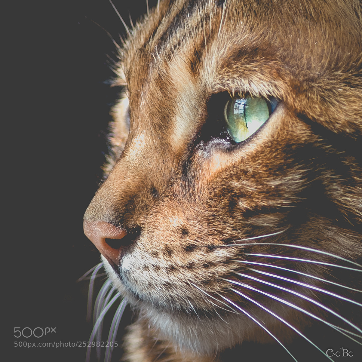 Canon EOS 6D Mark II sample photo. Merlin photography