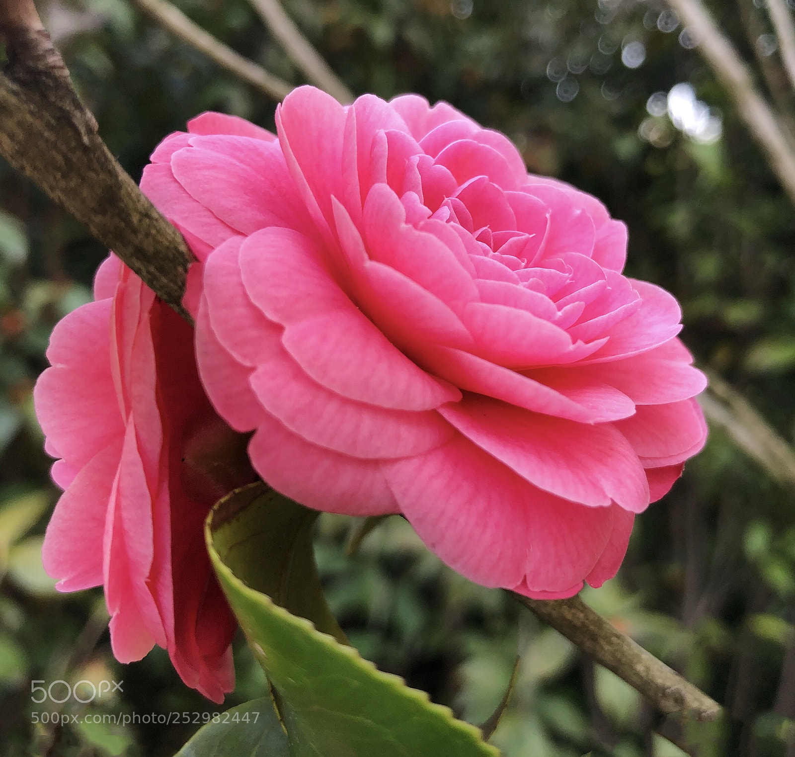 Apple iPhone X sample photo. Untitled photography