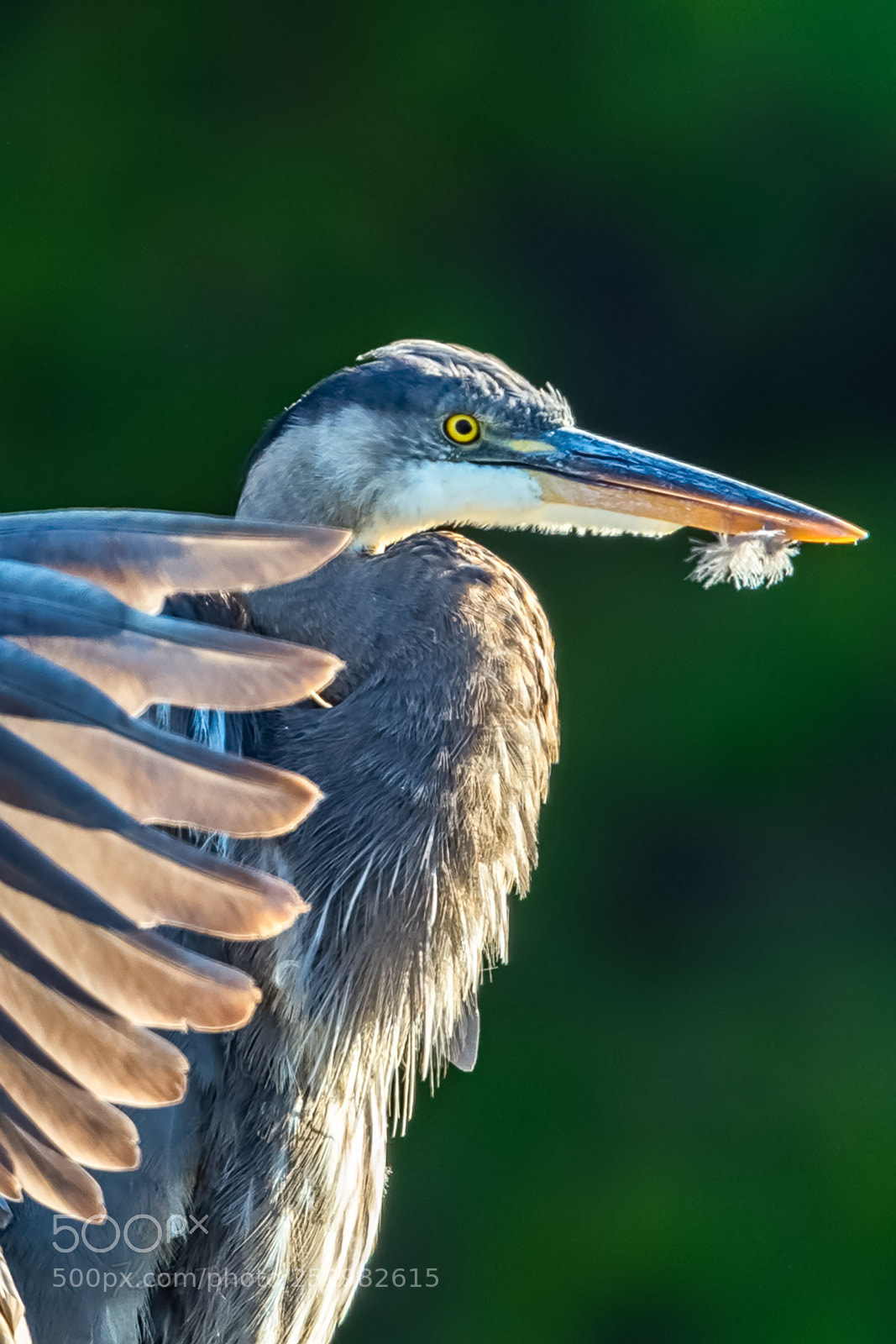 Canon EOS-1D X Mark II sample photo. 616. great blue heron photography
