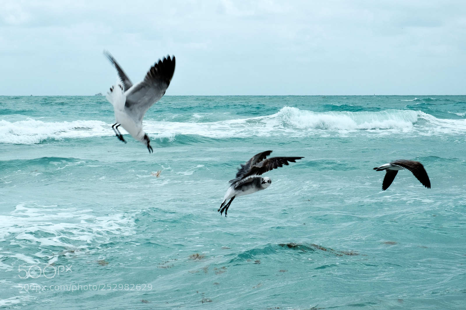 Fujifilm X-T10 sample photo. Seagulls 1 photography