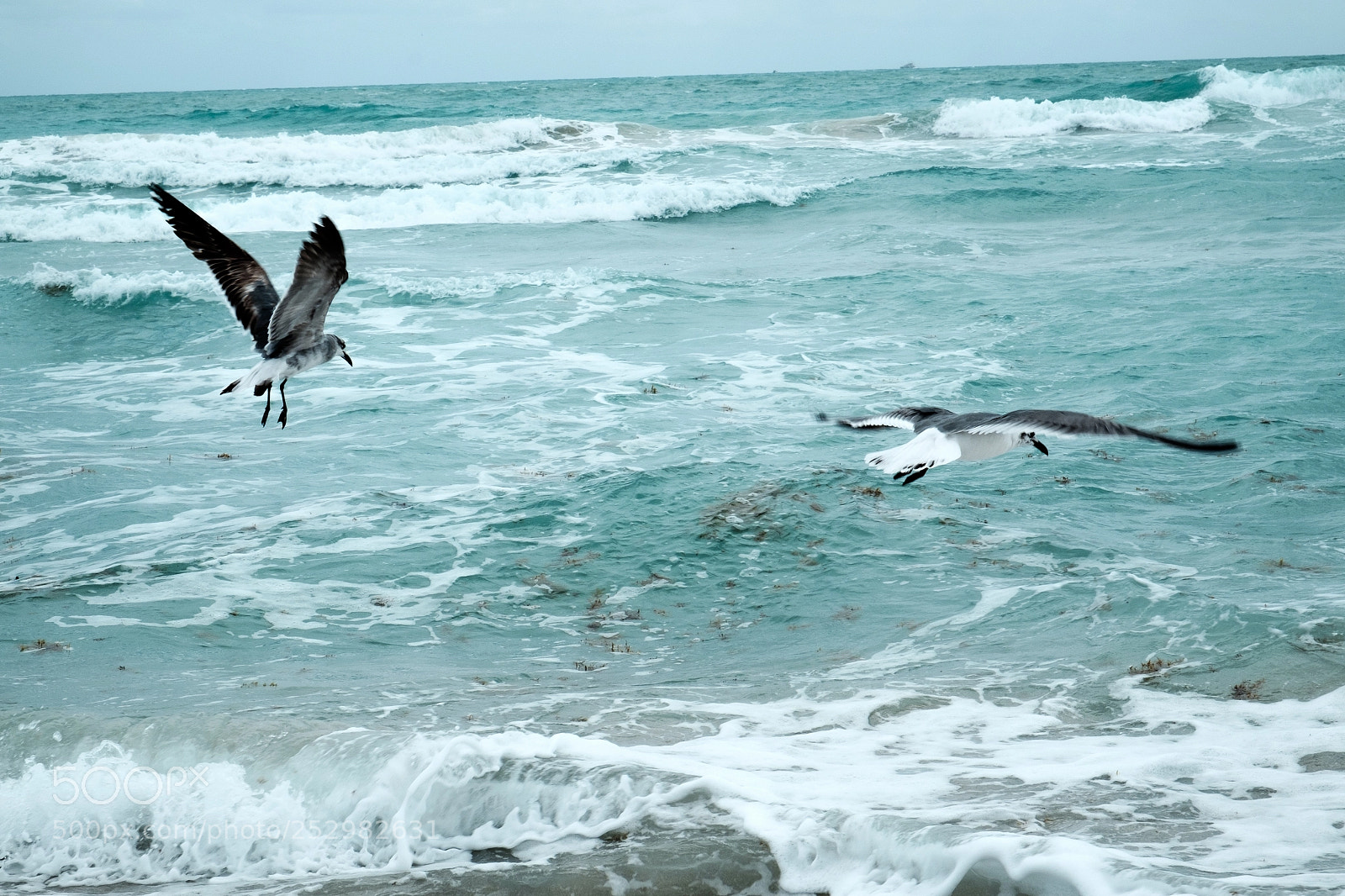 Fujifilm X-T10 sample photo. Seagulls 2 photography