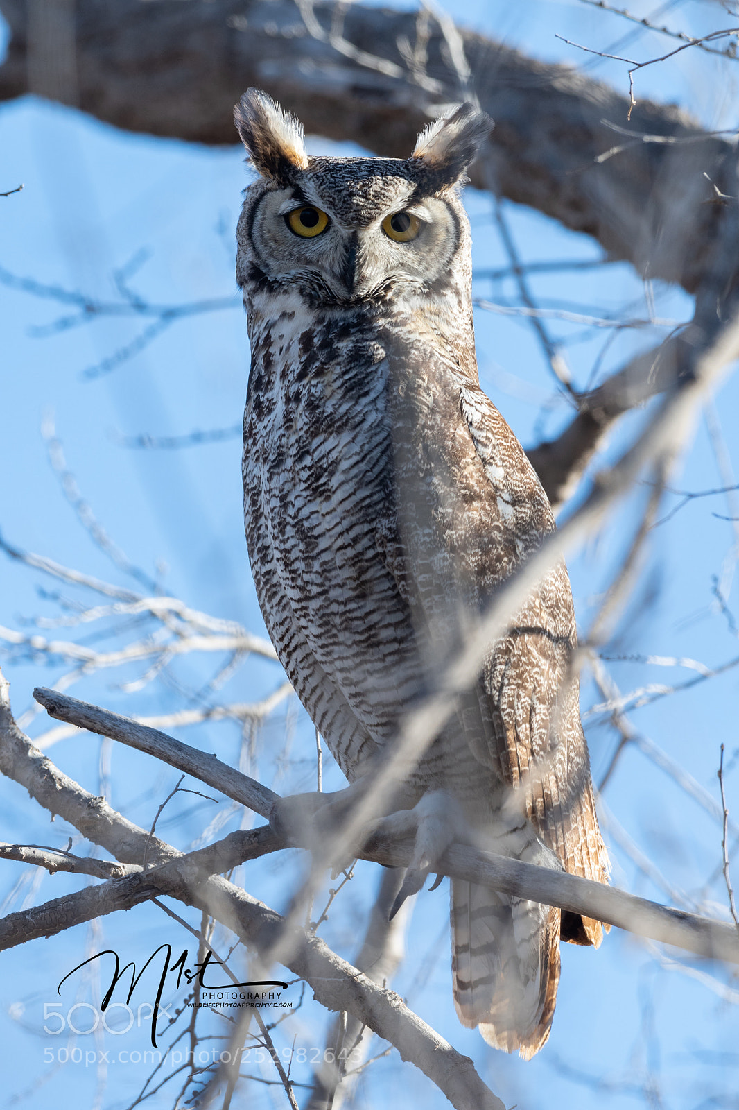 Nikon D500 sample photo. Great horned owl photography