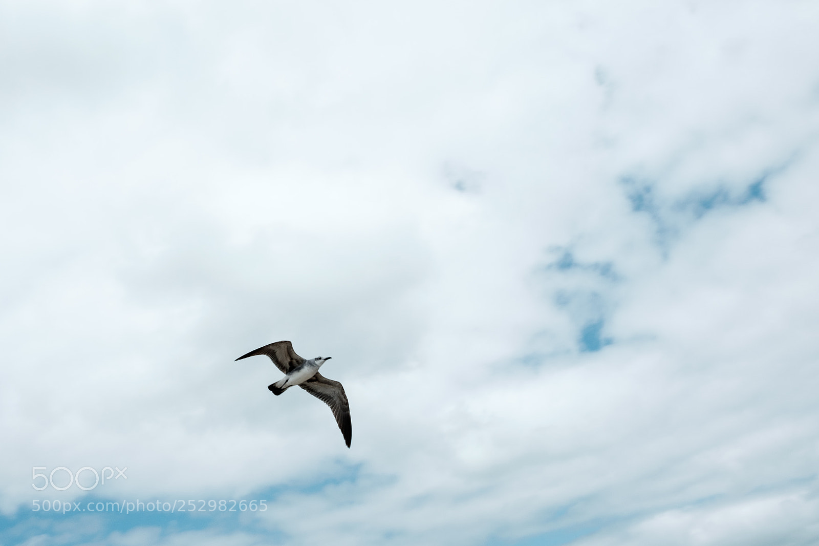 Fujifilm X-T10 sample photo. Seagull 3 photography