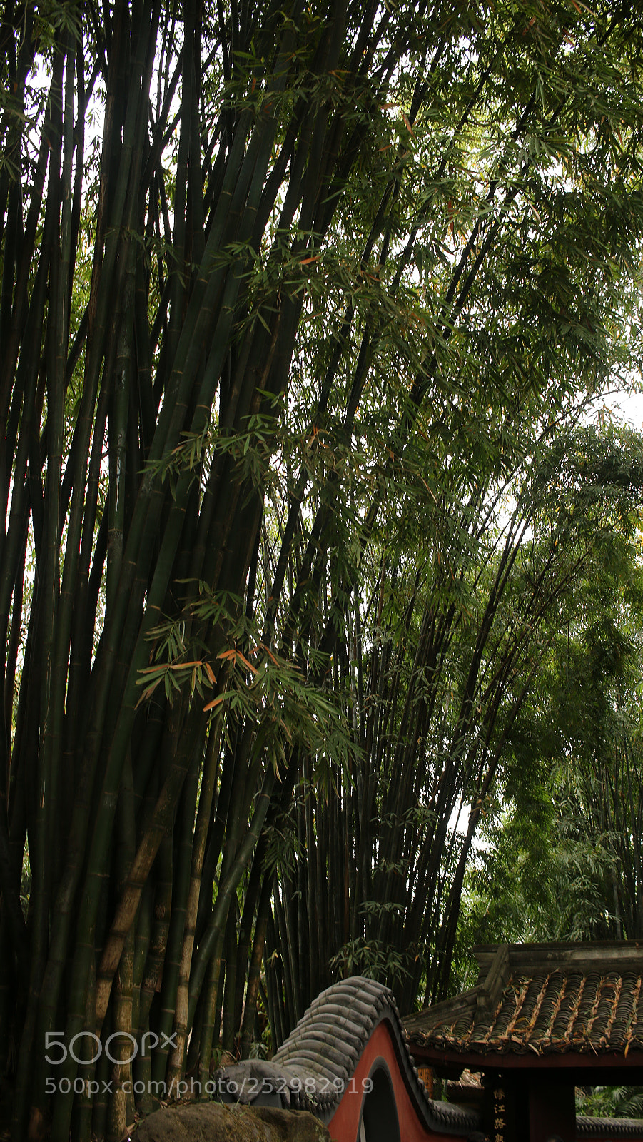 Canon EOS 70D sample photo. Bamboo in dufu thatched photography