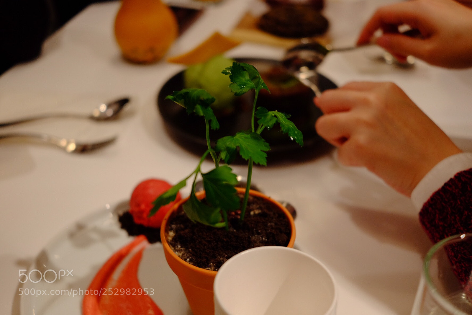 Fujifilm X-T10 sample photo. Edible plant photography