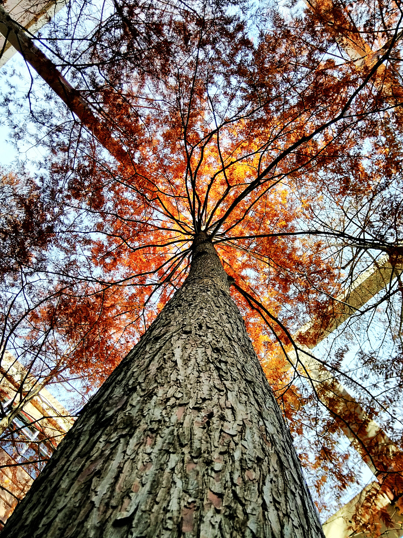 ZTE BLADE ZMAX sample photo. Burning tree photography